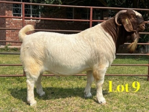 1 X BOER GOAT STUD BUCK LUKAS BURGER