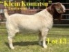 1 X BOER GOAT STUD BUCK LUKAS BURGER