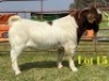 1 X BOER GOAT FLOCK ON COLOUR BUCK LUKAS BURGER