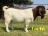 1 X BOER GOAT FLOCK ON TEAT BUCK LUKAS BURGER