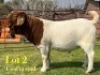 1 X BOER GOAT STUD BUCK LUKAS BURGER