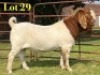 1 X BOER GOAT FLOCK ON COLOUR & TEAT BUCK LUKAS BURGER