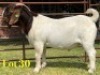 1 X BOER GOAT FLOCK BUCK LUKAS BURGER