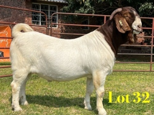 1 X BOER GOAT FLOCK BUCK LUKAS BURGER