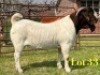 1 X BOER GOAT FLOCK ON TEAT BUCK LUKAS BURGER