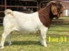 1 X BOER GOAT FLOCK BUCK LUKAS BURGER