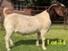 1 X BOER GOAT FLOCK BUCK LUKAS BURGER