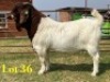 1 X BOER GOAT FLOCK ON TEAT BUCK LUKAS BURGER