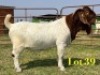 1 X BOER GOAT FLOCK ON COLOUR BUCK LUKAS BURGER