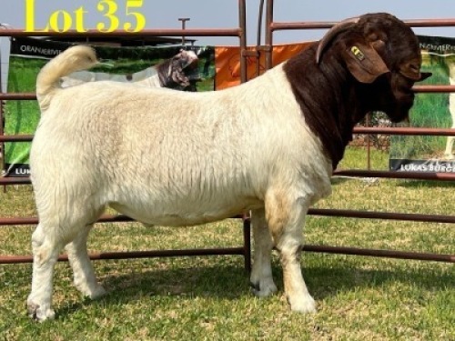 1 X BOER GOAT FLOCK BUCK LUKAS BURGER