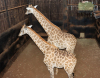 2 X KAMEELPERD/GIRAFFE (Per Piece to take the lot) - 2