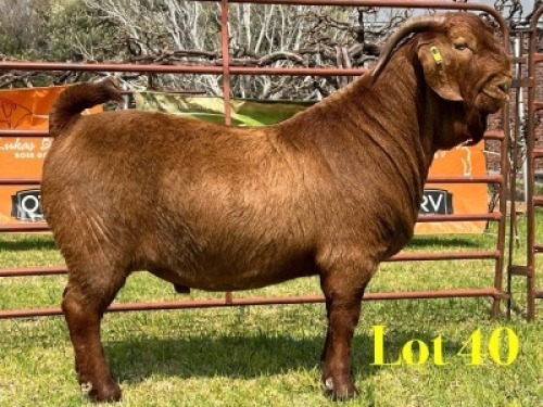 1 X KALAHARI RED STUD BUCK LUKAS BURGER