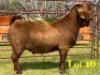 1 X KALAHARI RED STUD BUCK LUKAS BURGER
