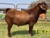 1 X KALAHARI RED STUD BUCK LUKAS BURGER