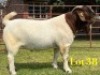 1 X BOER GOAT FLOCK ON TEAT BUCK LUKAS BURGER