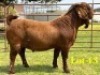 1 X KALAHARI RED FLOCK BUCK LUKAS BURGER