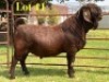1 X KALAHARI RED FLOCK BUCK LUKAS BURGER