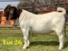 1 X BOER GOAT STUD BUCK LUKAS BURGER