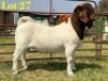 1 X BOER GOAT STUD BUCK LUKAS BURGER