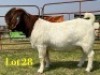 1 X BOER GOAT STUD BUCK LUKAS BURGER