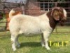 1 X BOER GOAT FLOCK ON TEAT BUCK LUKAS BURGER