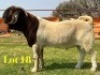 1 X BOER GOAT STUD BUCK LUKAS BURGER
