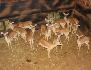 13 X ROOIBOK/IMPALA (Per Piece to take the lot)