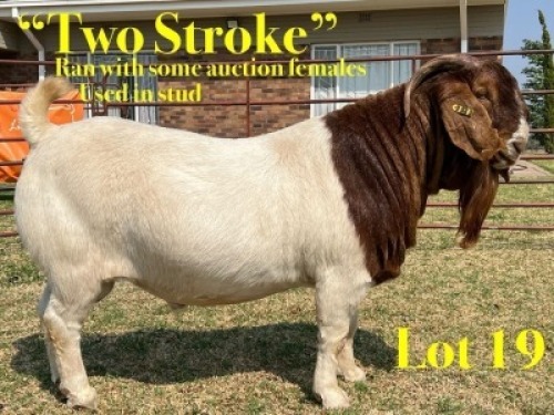 1 X BOER GOAT STUD BUCK LUKAS BURGER