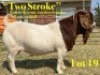 1 X BOER GOAT STUD BUCK LUKAS BURGER