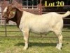 1 X BOER GOAT FLOCK BUCK LUKAS BURGER
