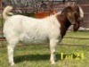 1 X BOER GOAT STUD BUCK LUKAS BURGER
