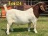 1 X BOER GOAT FLOCK BUCK LUKAS BURGER