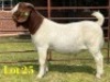 1 X BOER GOAT FLOCK BUCK LUKAS BURGER