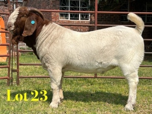 1 X BOER GOAT STUD BUCK LUKAS BURGER