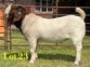 1 X BOER GOAT STUD BUCK LUKAS BURGER