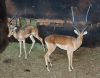 4 X ROOIBOK/IMPALA (Per Piece to take the lot) - 3