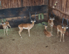 4 X ROOIBOK/IMPALA (Per Piece to take the lot) - 4