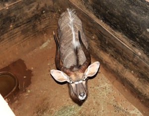 1 X NJALABUL/NYALA BULL L: 28 7/8 ; R: 28 4/8"