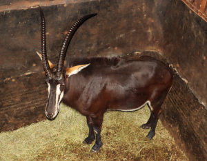 1 X SWARTWITPENSBUL/SABLE BULL L:38 1/4" ; R:37 5/8" 