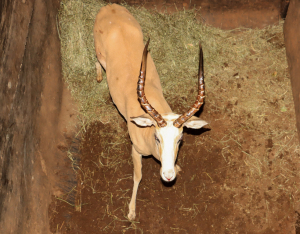 1 X WHITE FLANK IMPALA RAM L:19" ; R:19.25" 