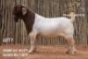 1 X BOER GOAT FLOCK ON COLOUR BUCK Passano Boerdery
