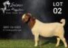 1 X BOER GOAT STUD BUCK Salmon van Huyssteen Boer Goat Stud