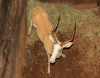 1 X WHITE FLANK IMPALA RAM L:19" ; R:19.25" - 2