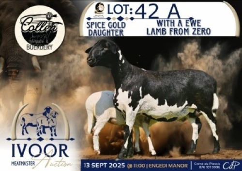1 X MEATMASTER EWE Collen Boerdery