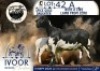 1 X MEATMASTER EWE Collen Boerdery