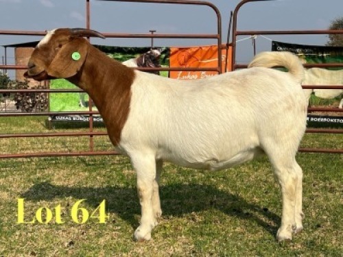 1 X BOER GOAT FLOCK ON TEAT DOE LUKAS BURGER
