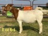 1 X BOER GOAT FLOCK ON TEAT DOE LUKAS BURGER