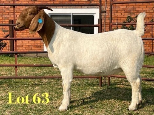 1 X BOER GOAT STUD PREGNANT DOE LUKAS BURGER