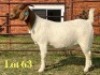 1 X BOER GOAT STUD PREGNANT DOE LUKAS BURGER