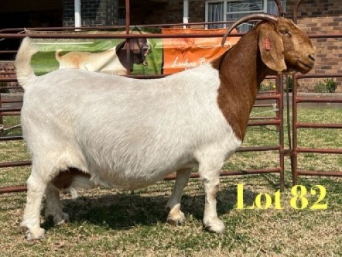 1 X BOER GOAT FLOCK ON COLOUR PREGNANT DOE LUKAS BURGER